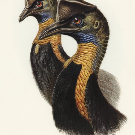 Zoology of Madagascar